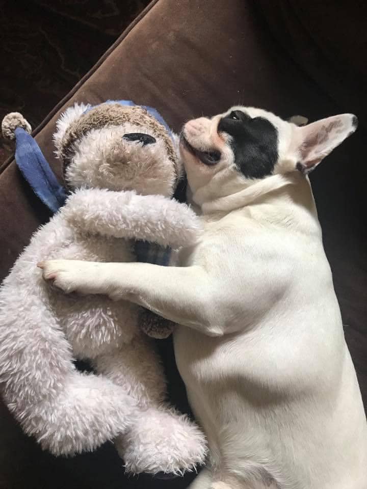 A white and black French bulldog snuggled up with a plush teddy bear on a brown couch