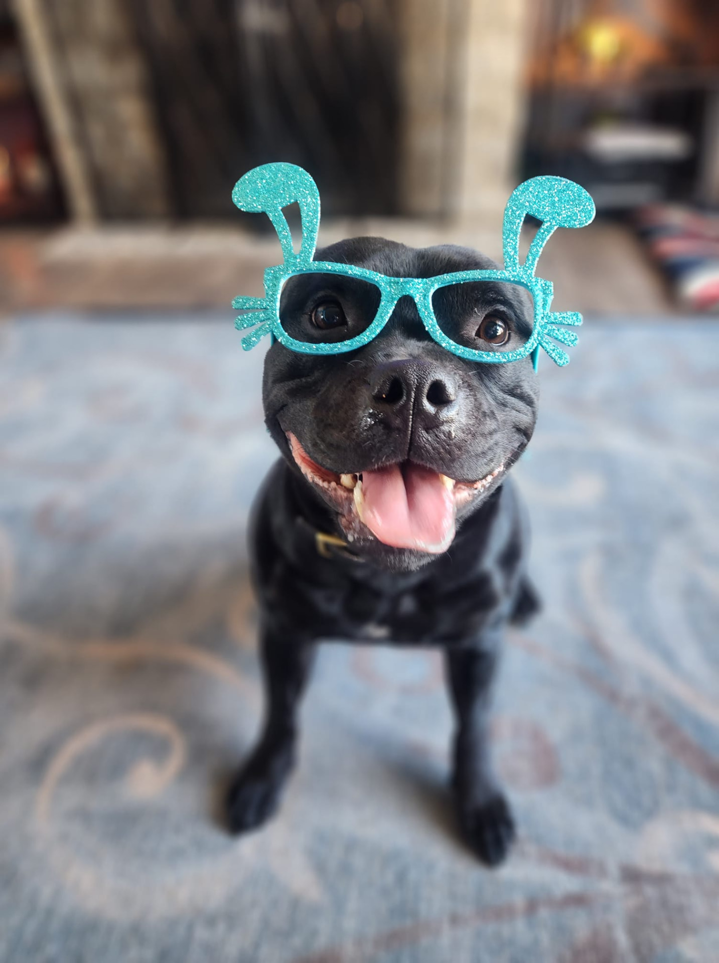 A cheerful black pit bull-type dog wearing sparkly teal novelty glasses and grinning at the camera