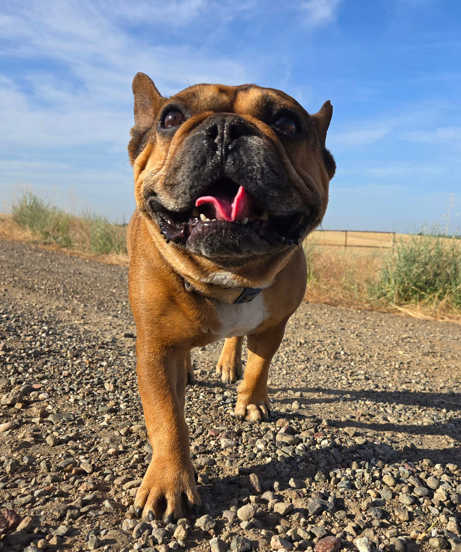 A fawn-colored bulldog walking happily toward the camera on a gravel path with its tongue out