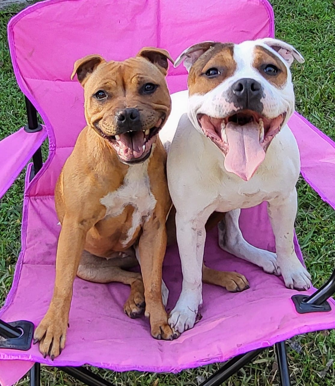 Two smiling pit bull-type dogs, one tan and one white and tan, sitting together on a bright pink folding camp chair in the grass